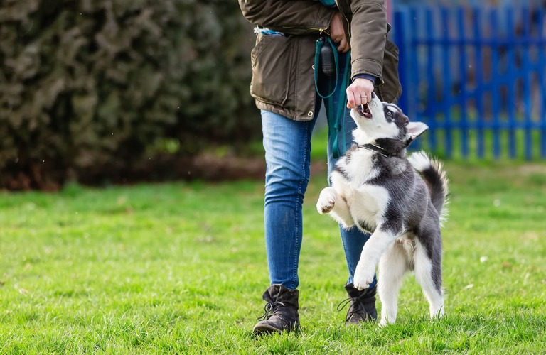 犬の散歩代行を依頼したいと川崎でお考えならお任せを | 神奈川のペットシッターならオーダーメイド型のtishe
