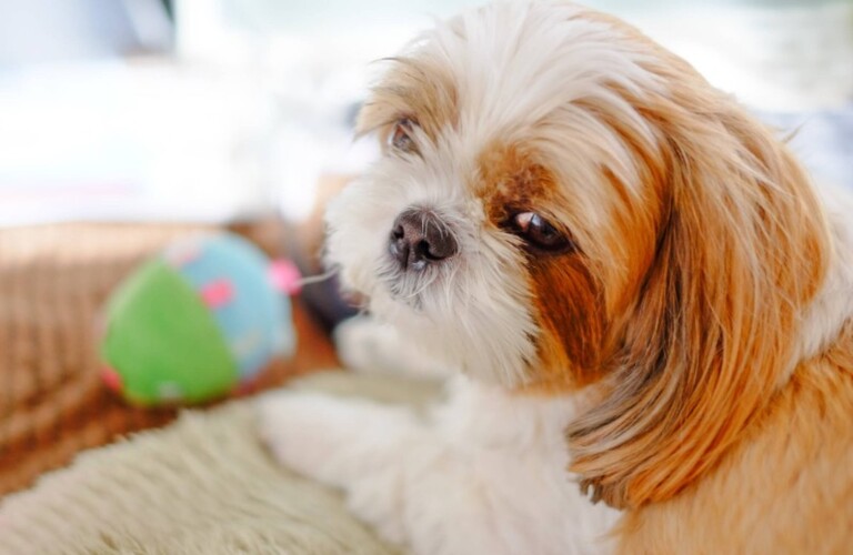 旅行に連れて行けない愛犬を川崎のご自宅でお預かり | 神奈川のペットシッターならオーダーメイド型のtishe